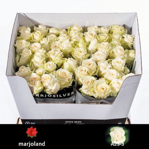 <h4>R Gr Dolomiti Marjoland A2</h4>