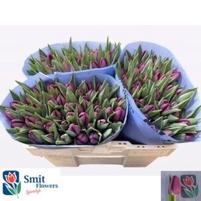 <h4>Tulipa si bullit</h4>