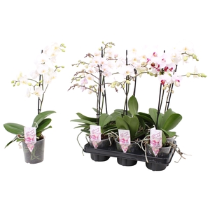 Phal. Multiflora 1-tak 