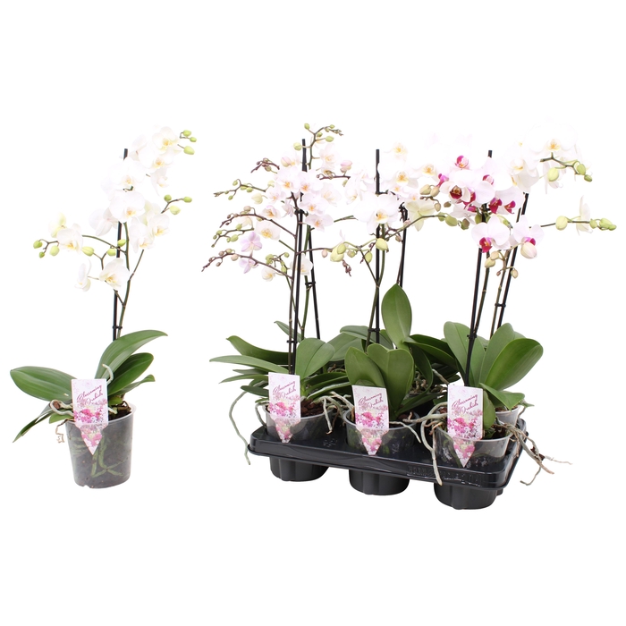 <h4>Phal. Multiflora 1-tak "witte tinten"</h4>