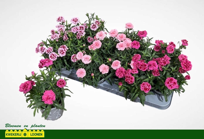 <h4>DIAN OSC GEM</h4>