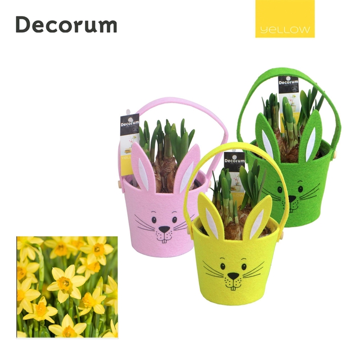 <h4>ARR NARCISSUS</h4>