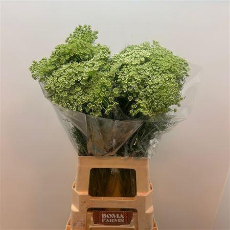 <h4>Ammi Visnaga</h4>