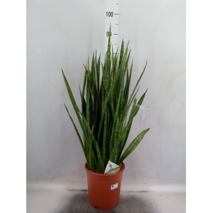 Sansevieria zeylanica 'Greenline'