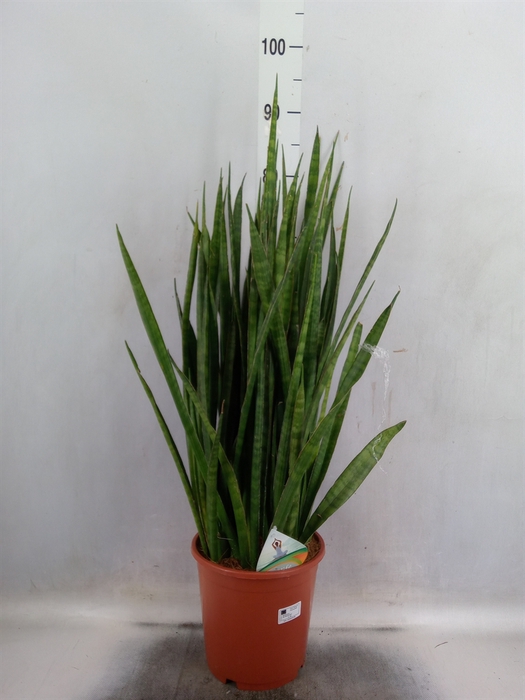 <h4>Sansevieria zeylanica 'Greenline'</h4>