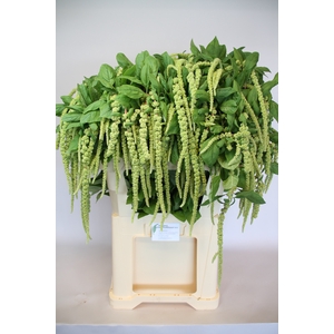 AMAR CA GREEN CORD