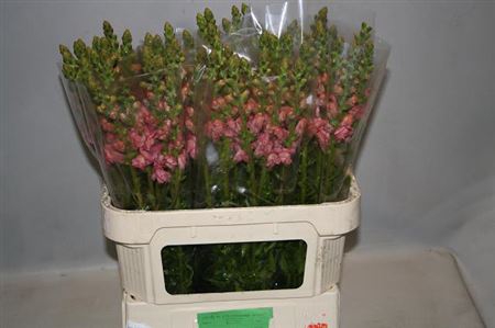 <h4>Antirrhinum Po Rose</h4>