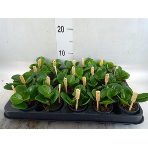 Peperomia obt. 'Green Gold'