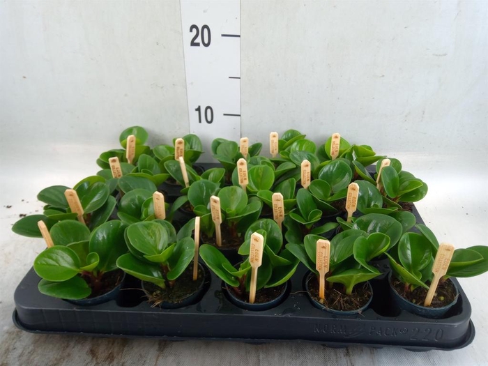 <h4>Peperomia obt. 'Green Gold'</h4>