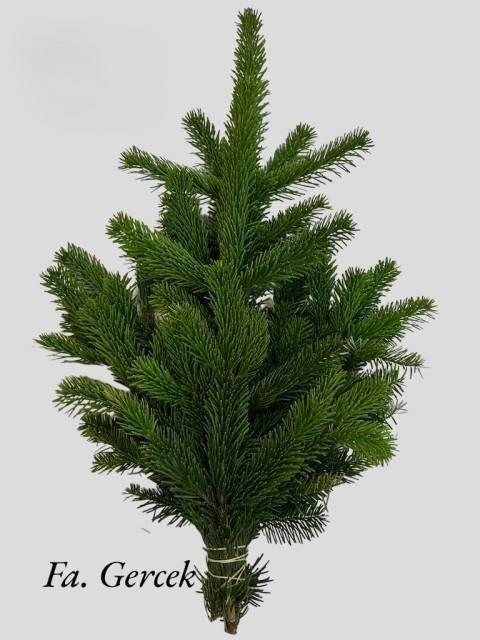 <h4>ABIES NORDMAN BUND</h4>