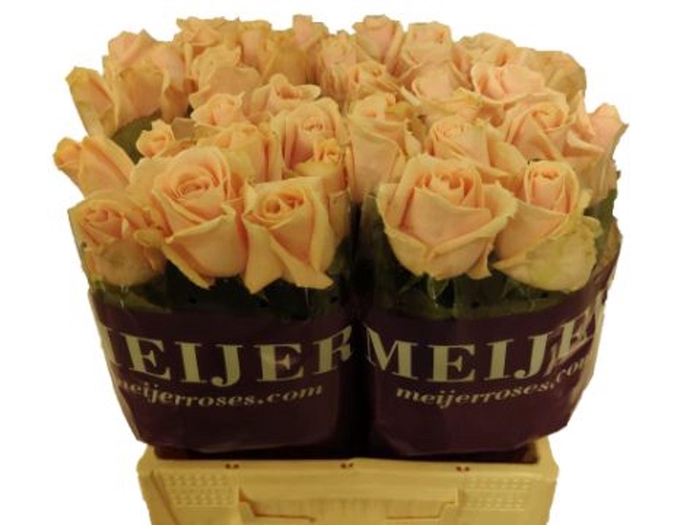 <h4>ROSA GR 'PEARL AVALANCHE'</h4>