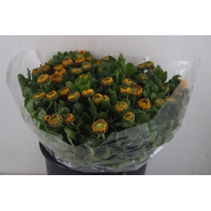 Calendula Yellow Extra P Stem