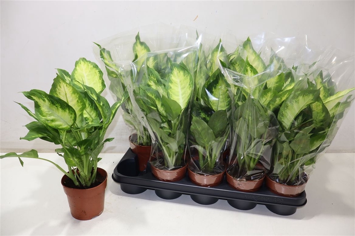 <h4>Dieff Camilla</h4>