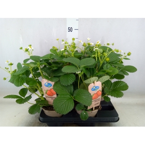 Fragaria   ...