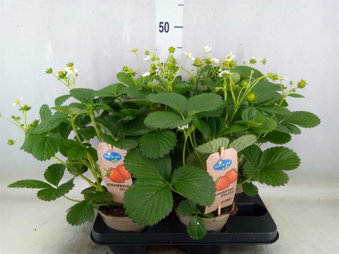<h4>Fragaria   ...</h4>