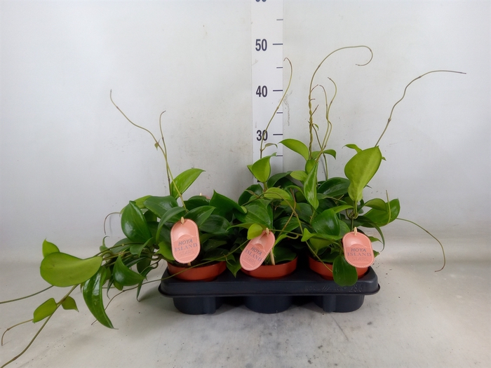 <h4>Hoya quinquenervia</h4>