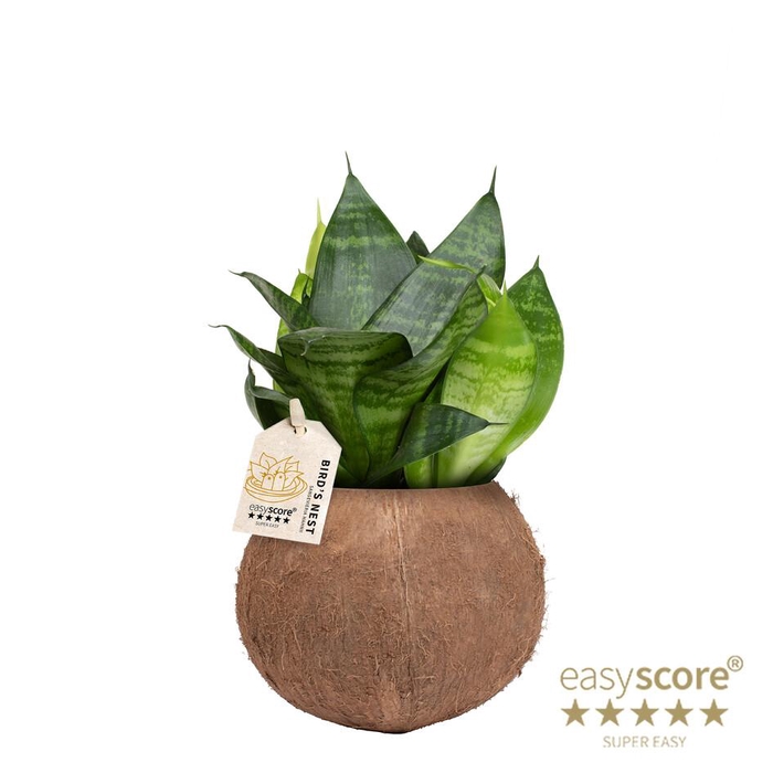 <h4>SANSEVIERIA TRIFASCIATA P10 COCONUT</h4>