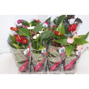 ANTHURIUM VARIADO P09