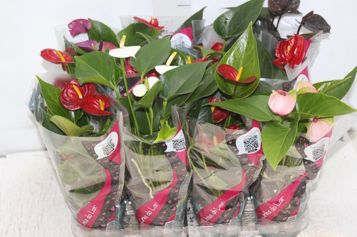 <h4>ANTHURIUM VARIADO P09</h4>