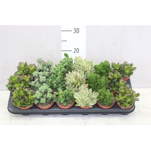 Crassula Gemengd