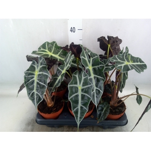 Alocasia amazonica 'Polly'