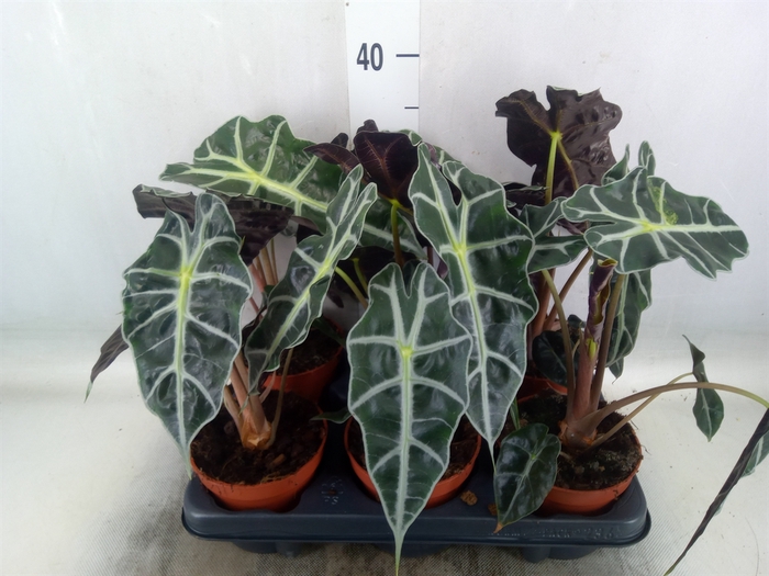<h4>Alocasia amazonica 'Polly'</h4>