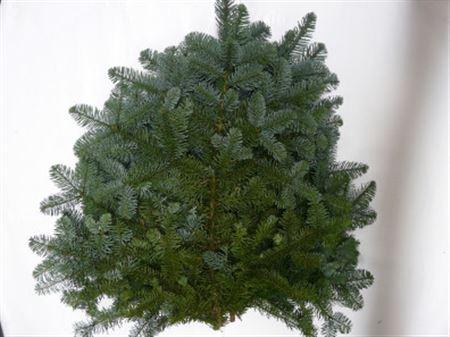 <h4>Nobilis (5kg)</h4>