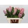 Protea Cynaroides