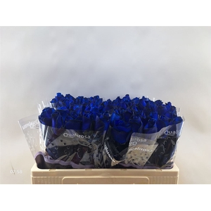 R Gr Special Blue