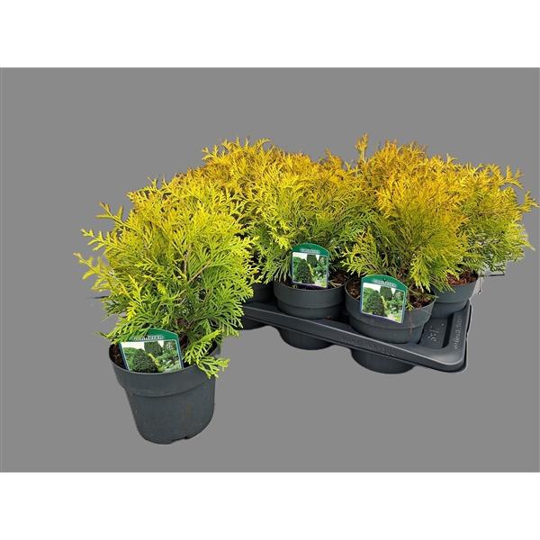 <h4>Thuja occidentalis 'Golden Globe'</h4>