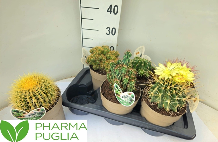<h4>CACTUS GEM</h4>