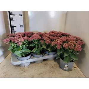 SEDUM TELEPHIUM