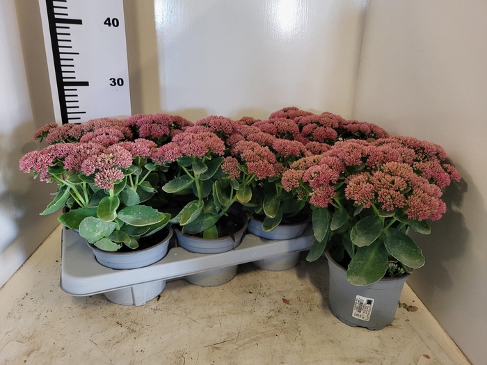 <h4>SEDUM TELEPHIUM</h4>