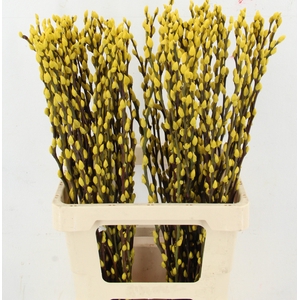 SALIX OV KLB H%