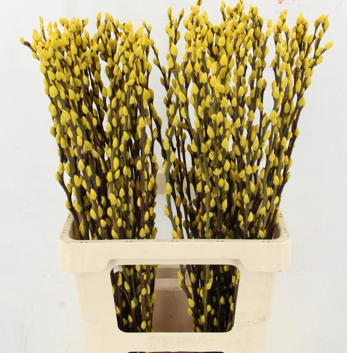 <h4>SALIX OV KLB H%</h4>
