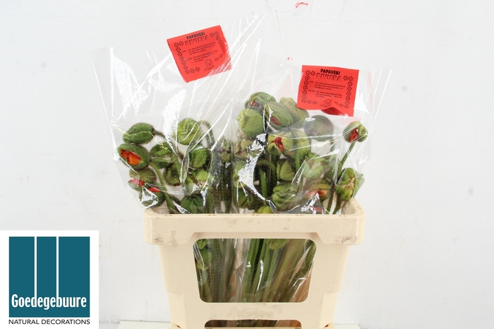 <h4>PAPA NU POP BUS GEM</h4>