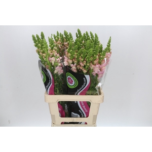 ANTIRRHINUM POTOMAC EARLY PINK