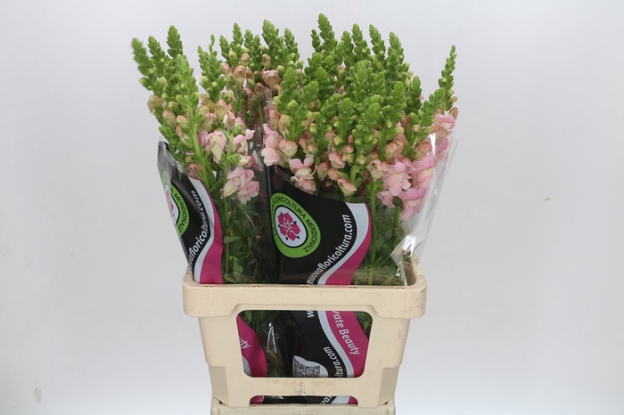 <h4>ANTIRRHINUM POTOMAC EARLY PINK</h4>