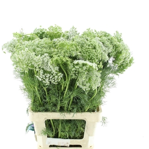Ammi Visnaga