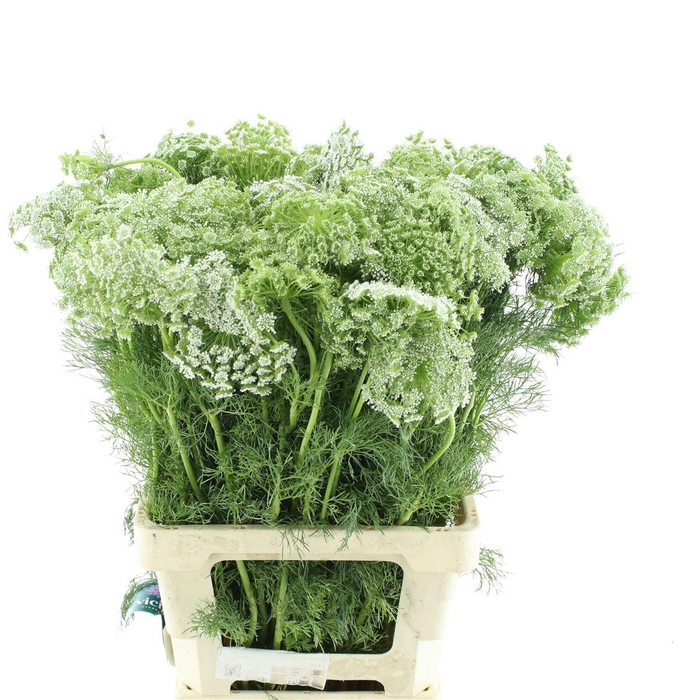 <h4>Ammi Visnaga</h4>