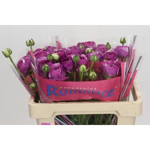 Ranunculus Romance Loubeyres