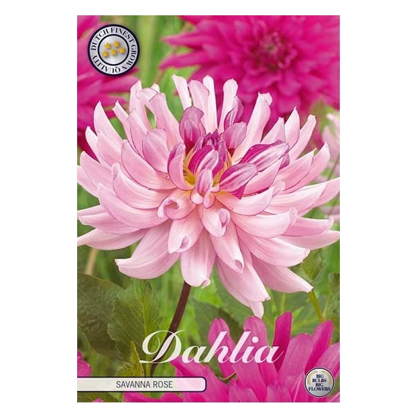 <h4>Dahlia Savanna Rose x1</h4>