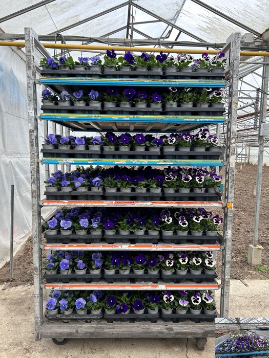 <h4>VIO CO MIXK</h4>