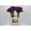 Allium Jackpot