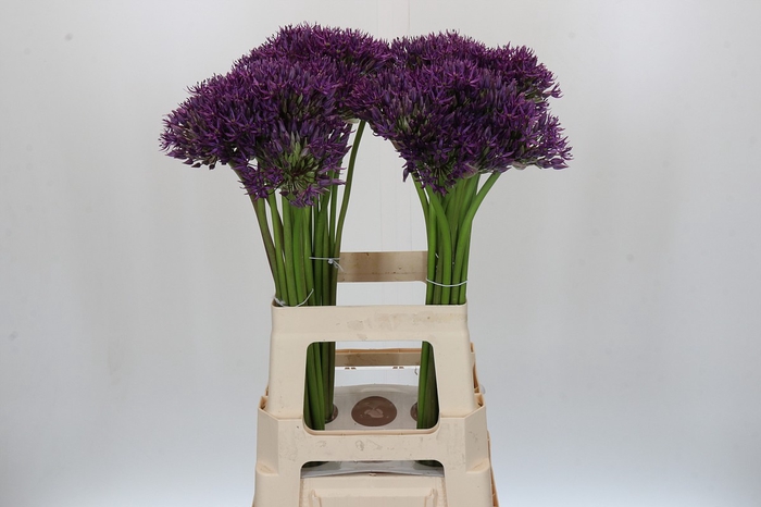Allium Jackpot