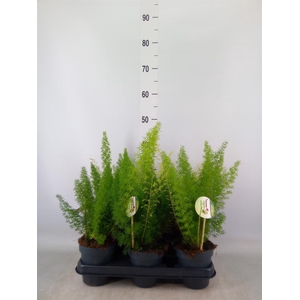 Asparagus dens. 'Meyers'