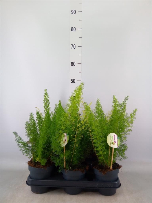 <h4>Asparagus dens. 'Meyers'</h4>