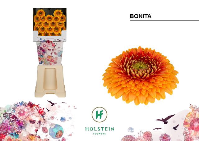 <h4>GE MB GERPONI BONITA Diamond x80</h4>