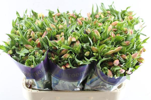 <h4>Alstr Bali (geel)xx</h4>