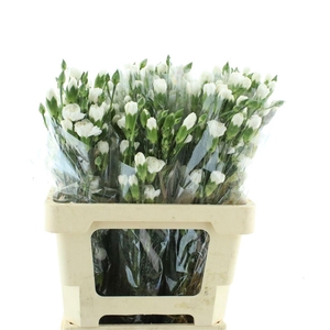 Di Tr Col Artic White X25